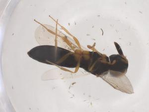  ( - CBG-B15513-B02)  @11 [ ] CreativeCommons - Attribution Share - Alike (2025) Centre for Biodiversity Genomics Centre for Biodiversity Genomics