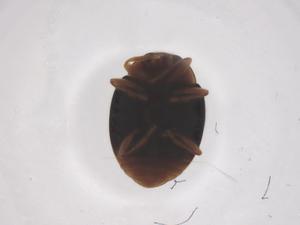  ( - CBG-B15519-C10)  @11 [ ] CreativeCommons - Attribution Share - Alike (2025) Centre for Biodiversity Genomics Centre for Biodiversity Genomics