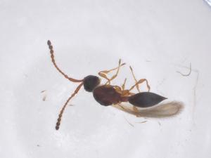  ( - CBG-B15538-D03)  @11 [ ] CreativeCommons - Attribution Share - Alike (2025) Centre for Biodiversity Genomics Centre for Biodiversity Genomics