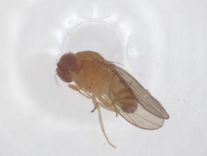  ( - CBG-B15540-C09)  @11 [ ] CreativeCommons - Attribution Share - Alike (2025) Centre for Biodiversity Genomics Centre for Biodiversity Genomics