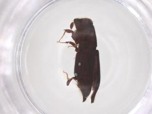  (Treptoplatypus - CBG-B15568-H10)  @11 [ ] CreativeCommons - Attribution Share - Alike (2025) Centre for Biodiversity Genomics Centre for Biodiversity Genomics