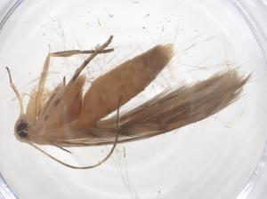  (Palumbina pylartis - CBG-B15573-F01)  @11 [ ] CreativeCommons - Attribution Share - Alike (2025) Centre for Biodiversity Genomics Centre for Biodiversity Genomics