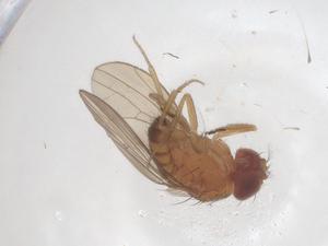  ( - CBG-B15607-C02)  @11 [ ] CreativeCommons - Attribution Share - Alike (2025) Centre for Biodiversity Genomics Centre for Biodiversity Genomics