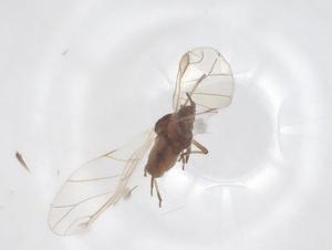  ( - CBG-B15611-F07)  @11 [ ] CreativeCommons - Attribution Share - Alike (2025) Centre for Biodiversity Genomics Centre for Biodiversity Genomics