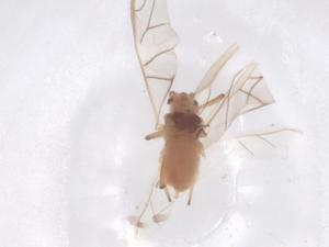  ( - CBG-B15612-B08)  @11 [ ] CreativeCommons - Attribution Share - Alike (2025) Centre for Biodiversity Genomics Centre for Biodiversity Genomics