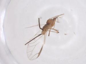  ( - CBG-B15613-B08)  @11 [ ] CreativeCommons - Attribution Share - Alike (2025) Centre for Biodiversity Genomics Centre for Biodiversity Genomics