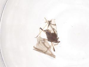  ( - CBG-B15615-H04)  @11 [ ] CreativeCommons - Attribution Share - Alike (2025) Centre for Biodiversity Genomics Centre for Biodiversity Genomics