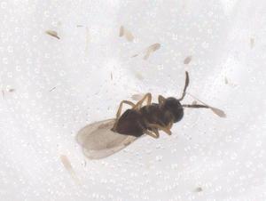  (Aleiodes concoronarius - CBG-B15625-D08)  @11 [ ] CreativeCommons - Attribution Share - Alike (2025) Centre for Biodiversity Genomics Centre for Biodiversity Genomics