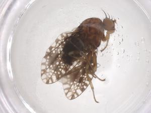  ( - CBG-B15656-A10)  @11 [ ] CreativeCommons - Attribution Share - Alike (2025) Centre for Biodiversity Genomics Centre for Biodiversity Genomics