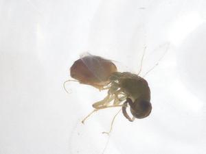  ( - CBG-B15658-H05)  @11 [ ] CreativeCommons - Attribution Share - Alike (2025) Centre for Biodiversity Genomics Centre for Biodiversity Genomics