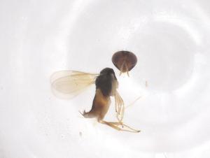  ( - CBG-B15659-E12)  @11 [ ] CreativeCommons - Attribution Share - Alike (2025) Centre for Biodiversity Genomics Centre for Biodiversity Genomics