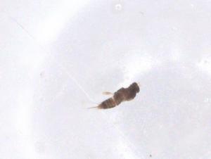  ( - CBG-B15660-G04)  @11 [ ] CreativeCommons - Attribution Share - Alike (2025) Centre for Biodiversity Genomics Centre for Biodiversity Genomics