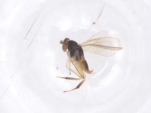  ( - CBG-B15660-H10)  @11 [ ] CreativeCommons - Attribution Share - Alike (2025) Centre for Biodiversity Genomics Centre for Biodiversity Genomics