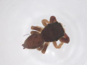  (Bianor angulosus - CBG-B15778-H04)  @11 [ ] CreativeCommons - Attribution Share - Alike (2025) Centre for Biodiversity Genomics Centre for Biodiversity Genomics