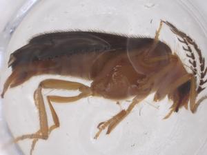  ( - CBG-B15781-A04)  @11 [ ] CreativeCommons - Attribution Share - Alike (2025) Centre for Biodiversity Genomics Centre for Biodiversity Genomics