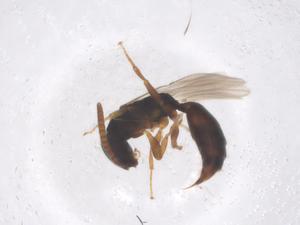  ( - CBG-B15781-G02)  @11 [ ] CreativeCommons - Attribution Share - Alike (2025) Centre for Biodiversity Genomics Centre for Biodiversity Genomics