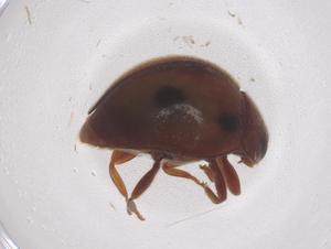  (Scymnus nephrospilus - CBG-B23781-E05)  @11 [ ] CreativeCommons - Attribution Share - Alike (2025) Centre for Biodiversity Genomics Centre for Biodiversity Genomics