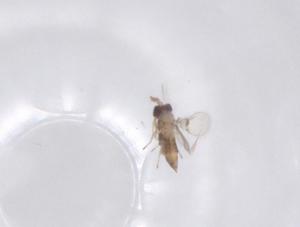  (Paracentrobia - CBG-B23785-C04)  @11 [ ] CreativeCommons - Attribution Share - Alike (2025) Centre for Biodiversity Genomics Centre for Biodiversity Genomics