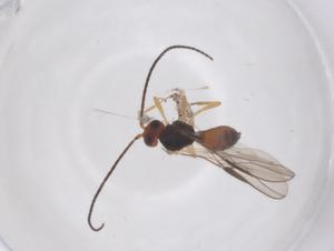  (Opius biroi - CBG-B23788-A06)  @11 [ ] CreativeCommons - Attribution Share - Alike (2025) Centre for Biodiversity Genomics Centre for Biodiversity Genomics