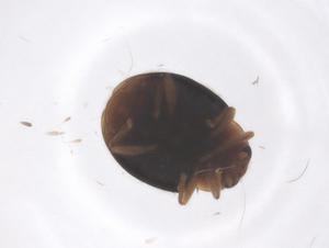  ( - CBG-B23793-H04)  @11 [ ] CreativeCommons - Attribution Share - Alike (2025) Centre for Biodiversity Genomics Centre for Biodiversity Genomics