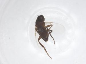  (Hypocerides - CBG-B23849-D12)  @11 [ ] CreativeCommons - Attribution Share - Alike (2025) Centre for Biodiversity Genomics Centre for Biodiversity Genomics