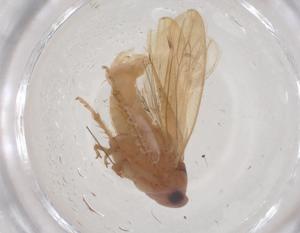  (Batracomorphus fuscomaculatus - CBG-B23917-B11)  @11 [ ] CreativeCommons - Attribution Share - Alike (2025) Centre for Biodiversity Genomics Centre for Biodiversity Genomics