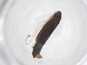  (Mileewa alara - CBG-B23917-H08)  @11 [ ] CreativeCommons - Attribution Share - Alike (2025) Centre for Biodiversity Genomics Centre for Biodiversity Genomics