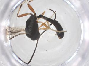  ( - CBG-B23966-G11)  @11 [ ] CreativeCommons - Attribution Share - Alike (2025) Centre for Biodiversity Genomics Centre for Biodiversity Genomics