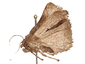  ( - CBG-B23995-C10)  @11 [ ] CreativeCommons - Attribution Share - Alike (2025) CBG Photography Group Centre for Biodiversity Genomics