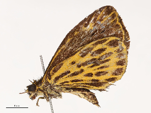  ( - CBG-B23995-F01)  @11 [ ] CreativeCommons - Attribution Share - Alike (2025) CBG Photography Group Centre for Biodiversity Genomics