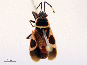  ( - CBG-B23996-C12)  @11 [ ] CreativeCommons - Attribution Share - Alike (2025) CBG Photography Group Centre for Biodiversity Genomics