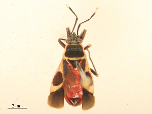  ( - CBG-B23996-D01)  @11 [ ] CreativeCommons - Attribution Share - Alike (2025) CBG Photography Group Centre for Biodiversity Genomics