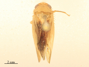  (Krisna furcata - CBG-B23996-D03)  @11 [ ] CreativeCommons - Attribution Share - Alike (2025) CBG Photography Group Centre for Biodiversity Genomics