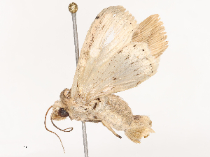  ( - CBG-B24014-G01)  @11 [ ] CreativeCommons - Attribution Share - Alike (2025) CBG Photography Group Centre for Biodiversity Genomics