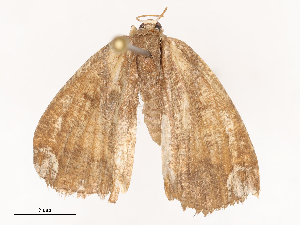  ( - CBG-B24014-G02)  @11 [ ] CreativeCommons - Attribution Share - Alike (2025) CBG Photography Group Centre for Biodiversity Genomics