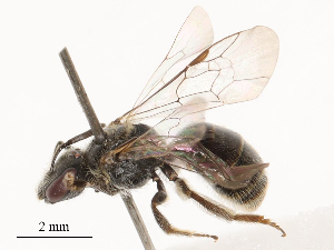  ( - CBG-B24018-E03)  @11 [ ] CreativeCommons - Attribution Share - Alike (2025) CBG Photography Group Centre for Biodiversity Genomics