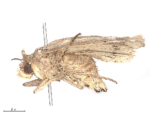  (Mythimna intertexta - CBG-B24049-C09)  @11 [ ] CreativeCommons - Attribution Share - Alike (2025) CBG Photography Group Centre for Biodiversity Genomics