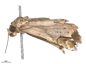  ( - CBG-B24049-C11)  @11 [ ] CreativeCommons - Attribution Share - Alike (2025) CBG Photography Group Centre for Biodiversity Genomics