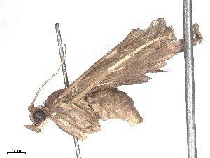  ( - CBG-B24049-H03)  @11 [ ] CreativeCommons - Attribution Share - Alike (2025) CBG Photography Group Centre for Biodiversity Genomics