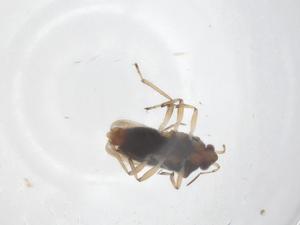  (Microvelia douglasi - CBG-B24087-A09)  @11 [ ] CreativeCommons - Attribution Share - Alike (2025) Centre for Biodiversity Genomics Centre for Biodiversity Genomics