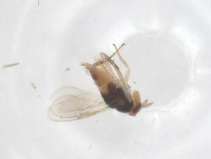  ( - CBG-B24087-G11)  @11 [ ] CreativeCommons - Attribution Share - Alike (2025) Centre for Biodiversity Genomics Centre for Biodiversity Genomics