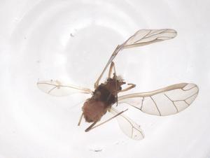  ( - CBG-B24105-E12)  @11 [ ] CreativeCommons - Attribution Share - Alike (2025) Centre for Biodiversity Genomics Centre for Biodiversity Genomics