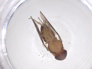  ( - CBG-B24106-D12)  @11 [ ] CreativeCommons - Attribution Share - Alike (2025) Centre for Biodiversity Genomics Centre for Biodiversity Genomics