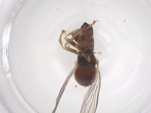  ( - CBG-B24141-C12)  @11 [ ] CreativeCommons - Attribution Share - Alike (2025) Centre for Biodiversity Genomics Centre for Biodiversity Genomics