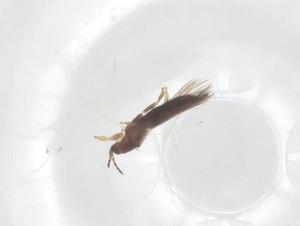  ( - CBG-B24168-F04)  @11 [ ] CreativeCommons - Attribution Share - Alike (2025) Centre for Biodiversity Genomics Centre for Biodiversity Genomics