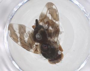  ( - CBG-B24200-D04)  @11 [ ] CreativeCommons - Attribution Share - Alike (2025) Centre for Biodiversity Genomics Centre for Biodiversity Genomics