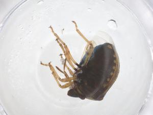  (Spermatodes - CBG-B24200-G01)  @11 [ ] CreativeCommons - Attribution Share - Alike (2025) Centre for Biodiversity Genomics Centre for Biodiversity Genomics