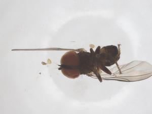  ( - CBG-B24200-G07)  @11 [ ] CreativeCommons - Attribution Share - Alike (2025) Centre for Biodiversity Genomics Centre for Biodiversity Genomics