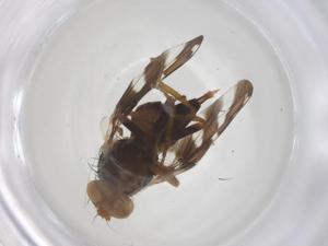  ( - CBG-B24202-A05)  @11 [ ] CreativeCommons - Attribution Share - Alike (2025) Centre for Biodiversity Genomics Centre for Biodiversity Genomics