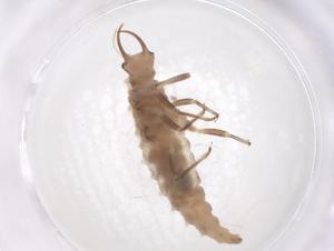  ( - CBG-B24203-A01)  @11 [ ] CreativeCommons - Attribution Share - Alike (2025) Centre for Biodiversity Genomics Centre for Biodiversity Genomics